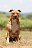 AMSTAFF ADULT 514